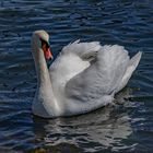 der Schwan