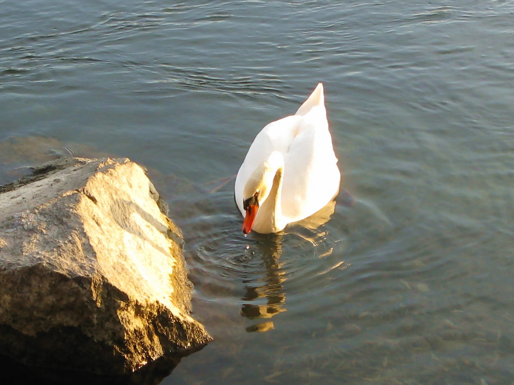 Der Schwan