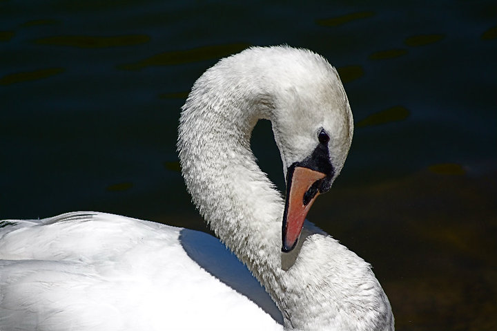 der Schwan