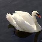 Der Schwan