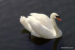 Der Schwan