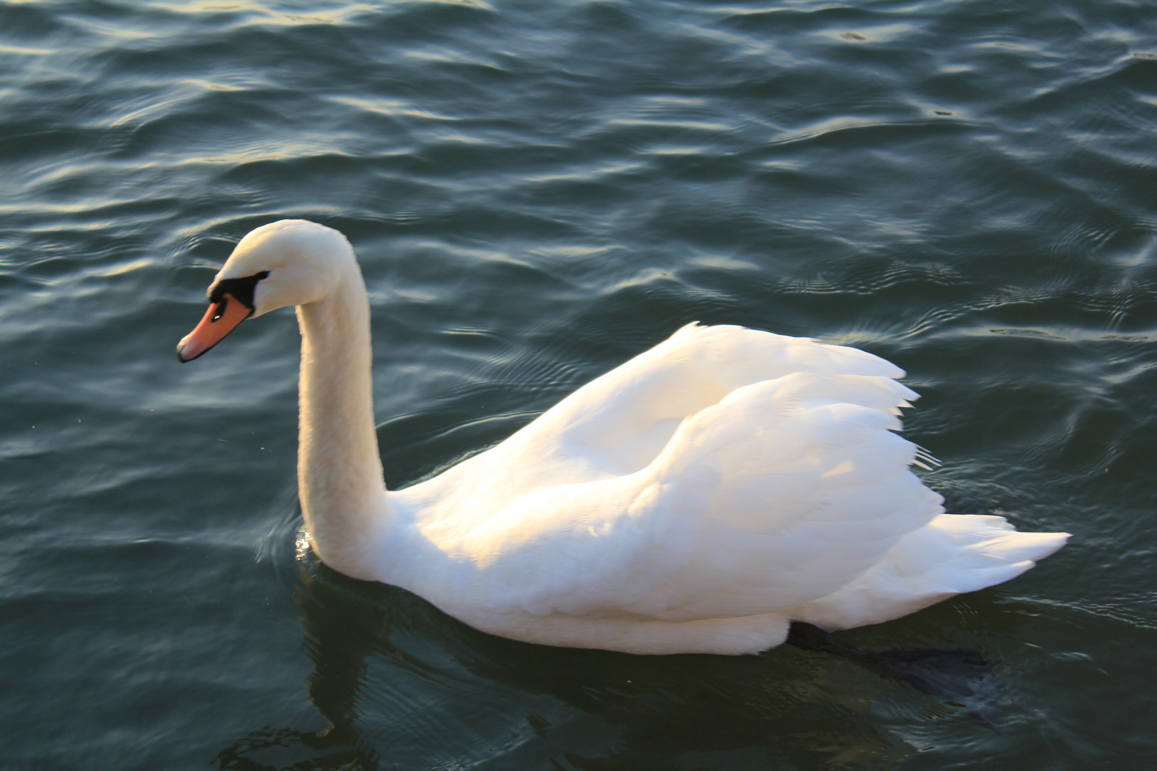 Der Schwan