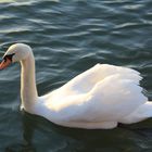 Der Schwan