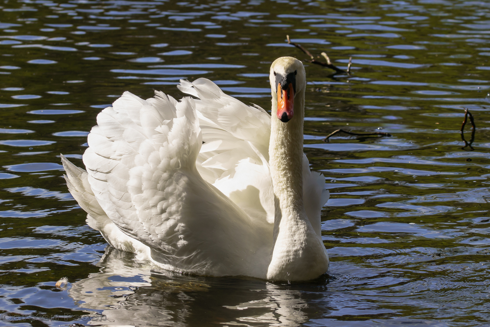 Der Schwan