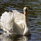 Der Schwan