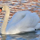 Der Schwan