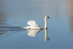 Der Schwan