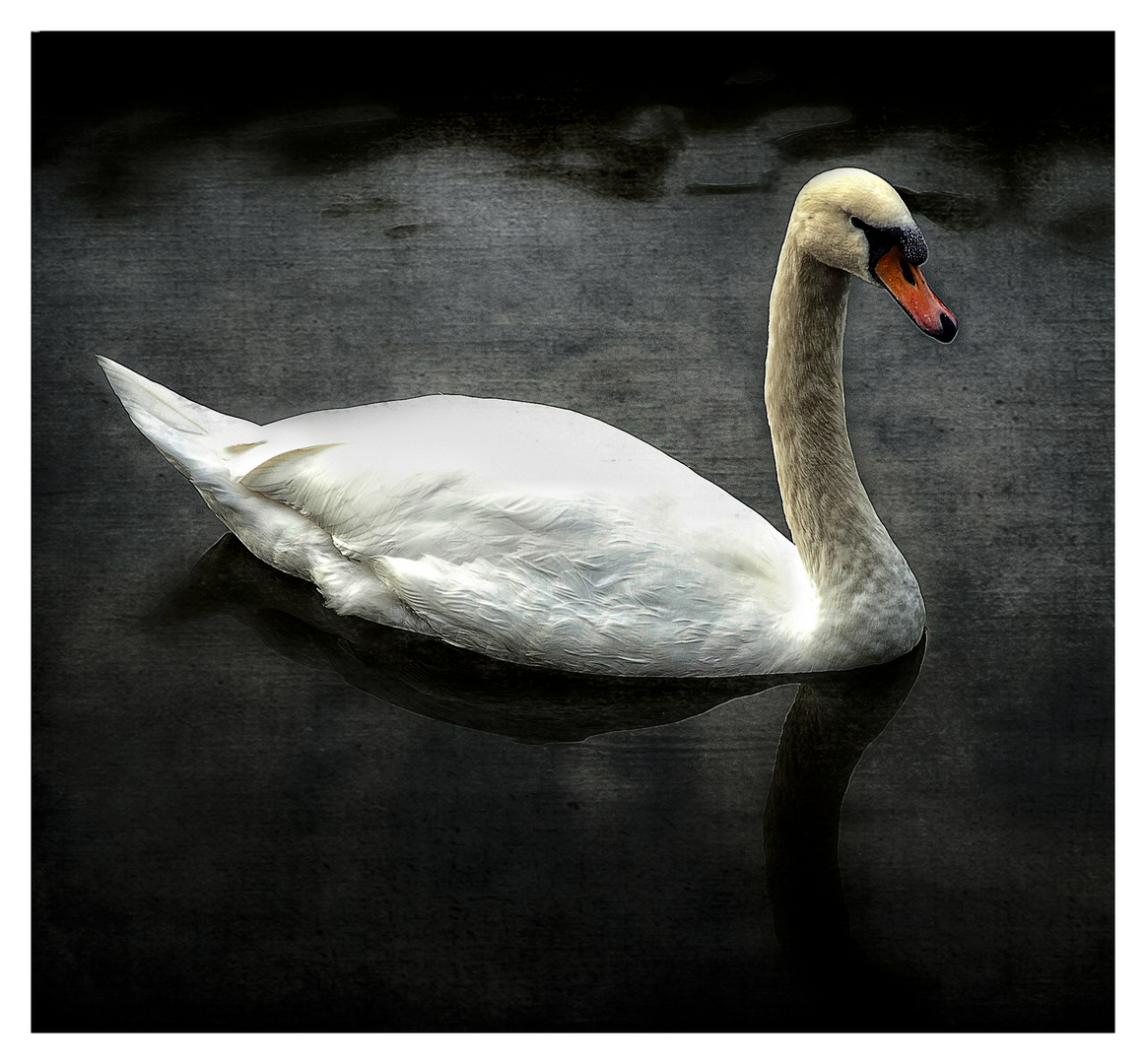 Der Schwan