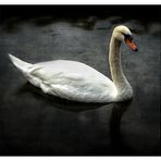 Der Schwan