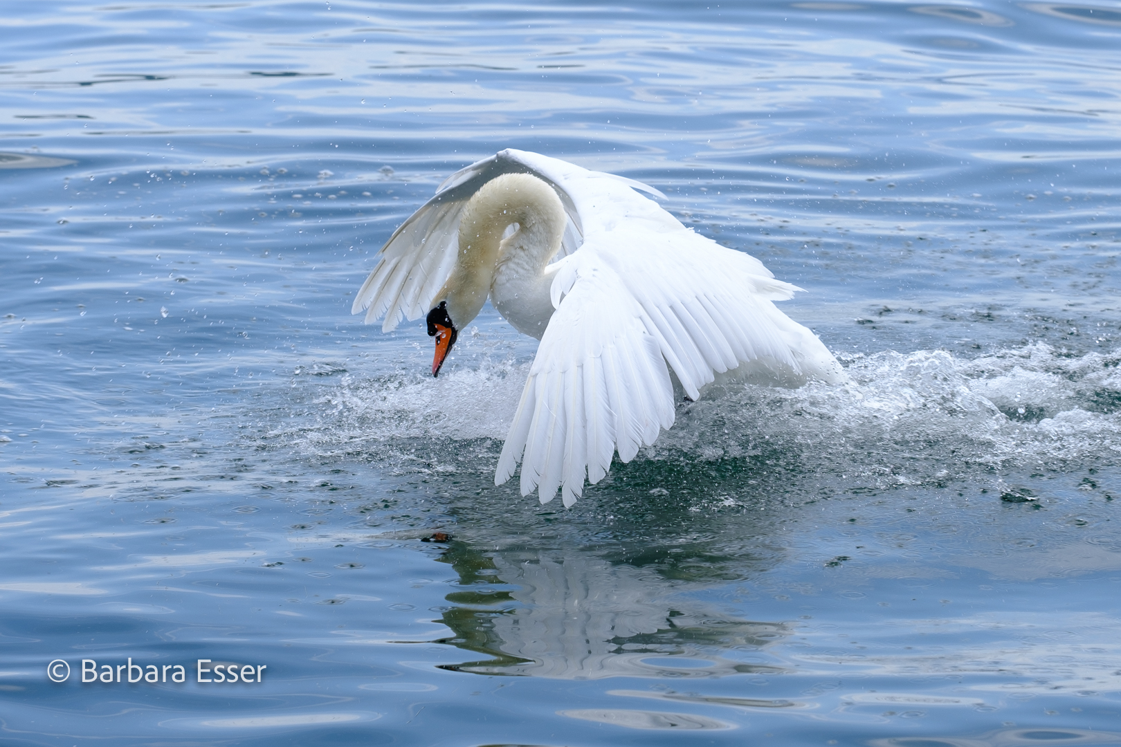 Der Schwan