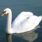 Der Schwan