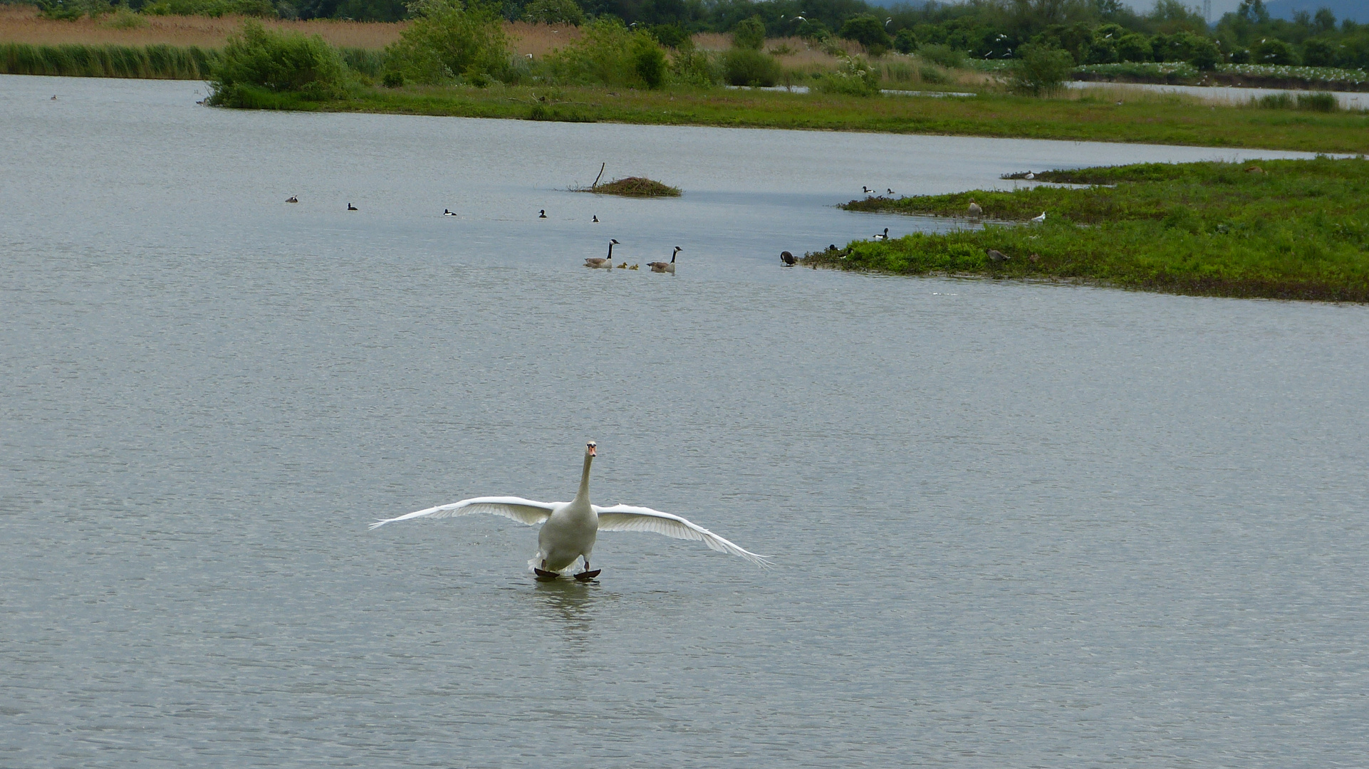 der Schwan 