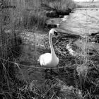 Der Schwan