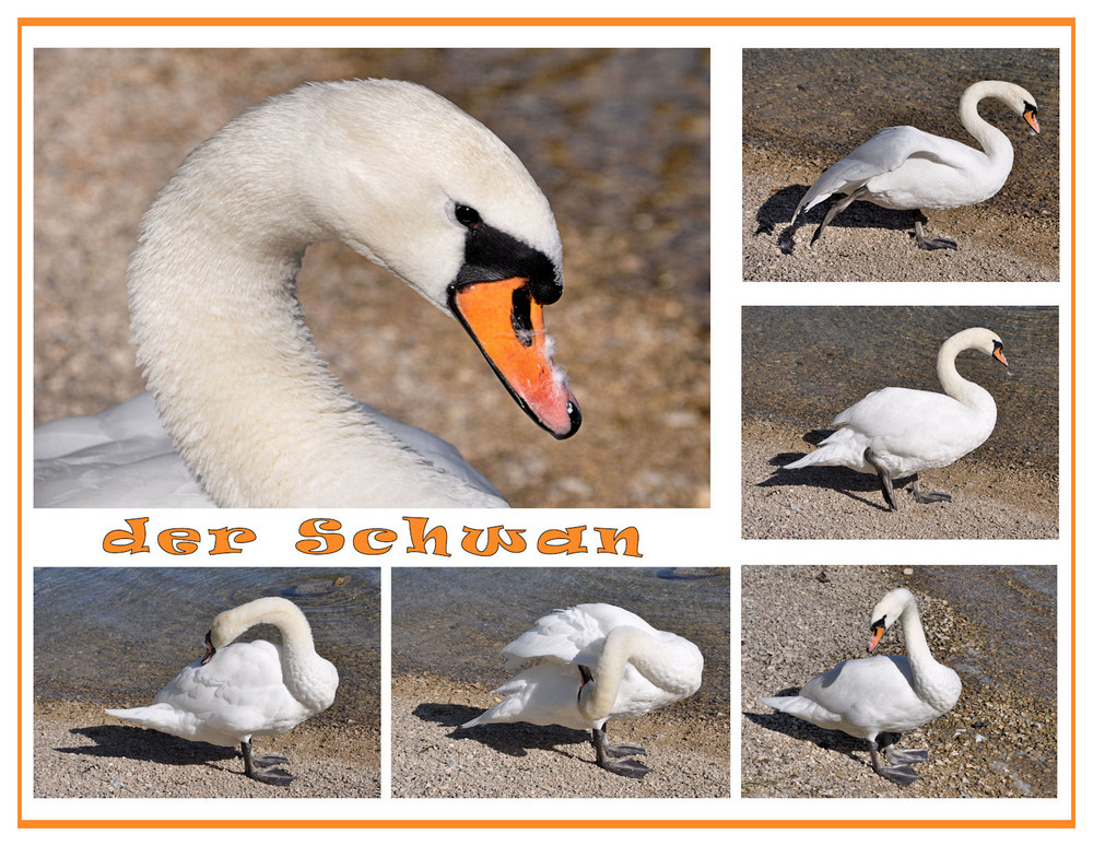 der Schwan