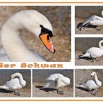 der Schwan