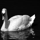 der Schwan