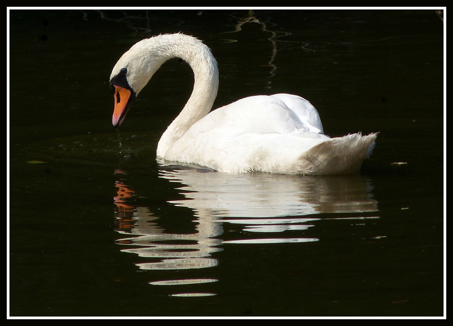 Der Schwan