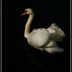 Der Schwan