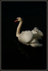 Der Schwan