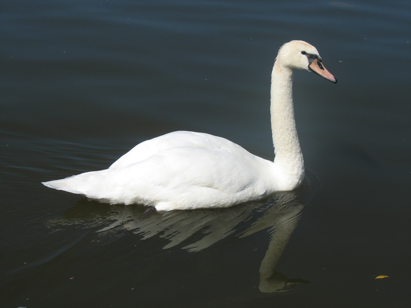 Der Schwan