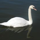 Der Schwan