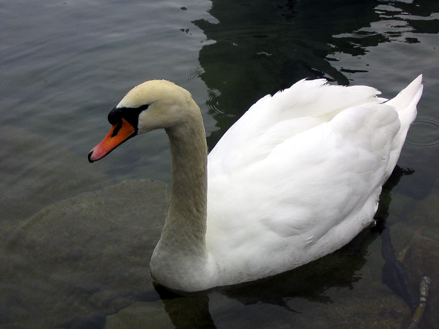 Der Schwan