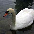 Der Schwan