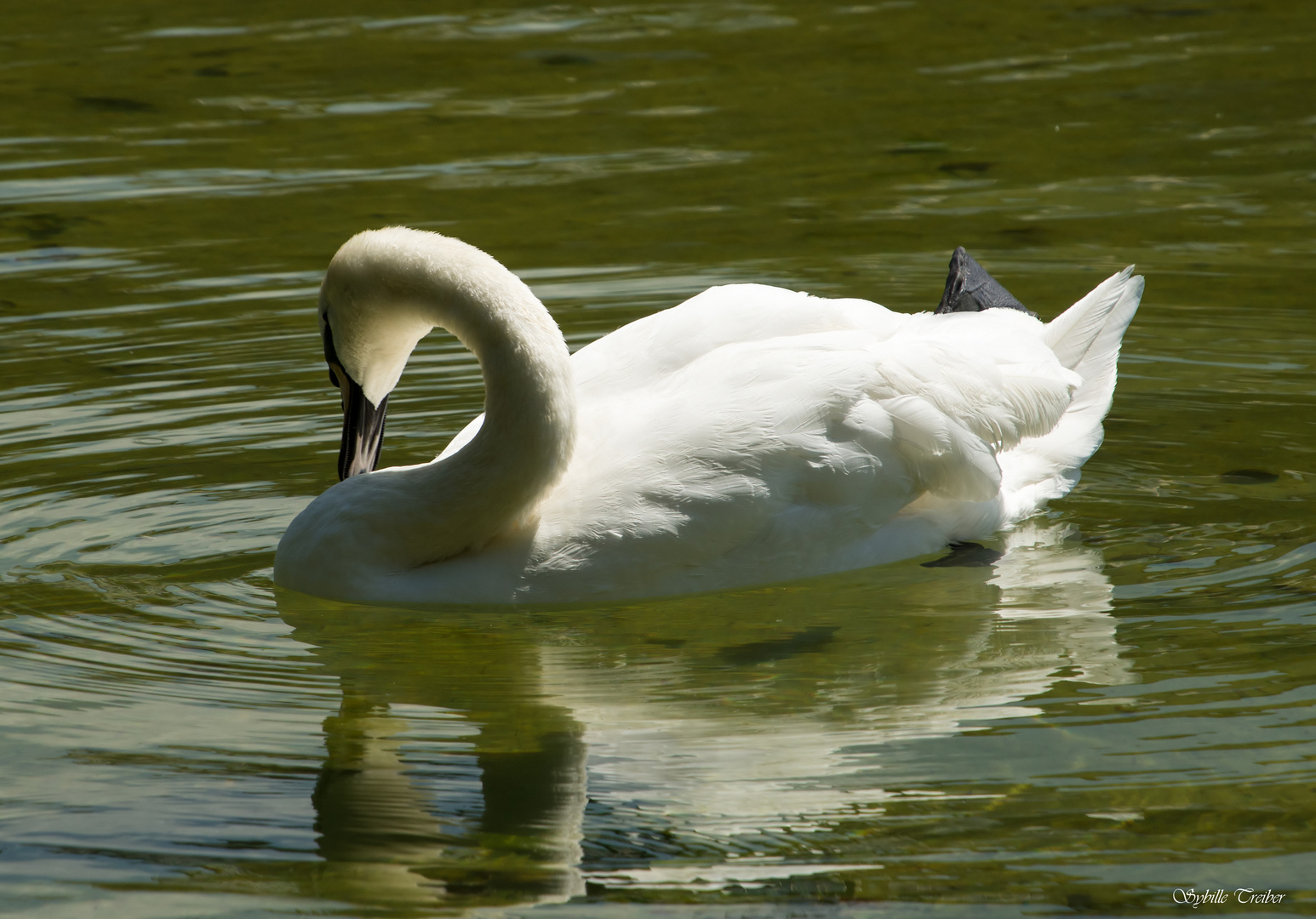 Der Schwan