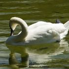 Der Schwan