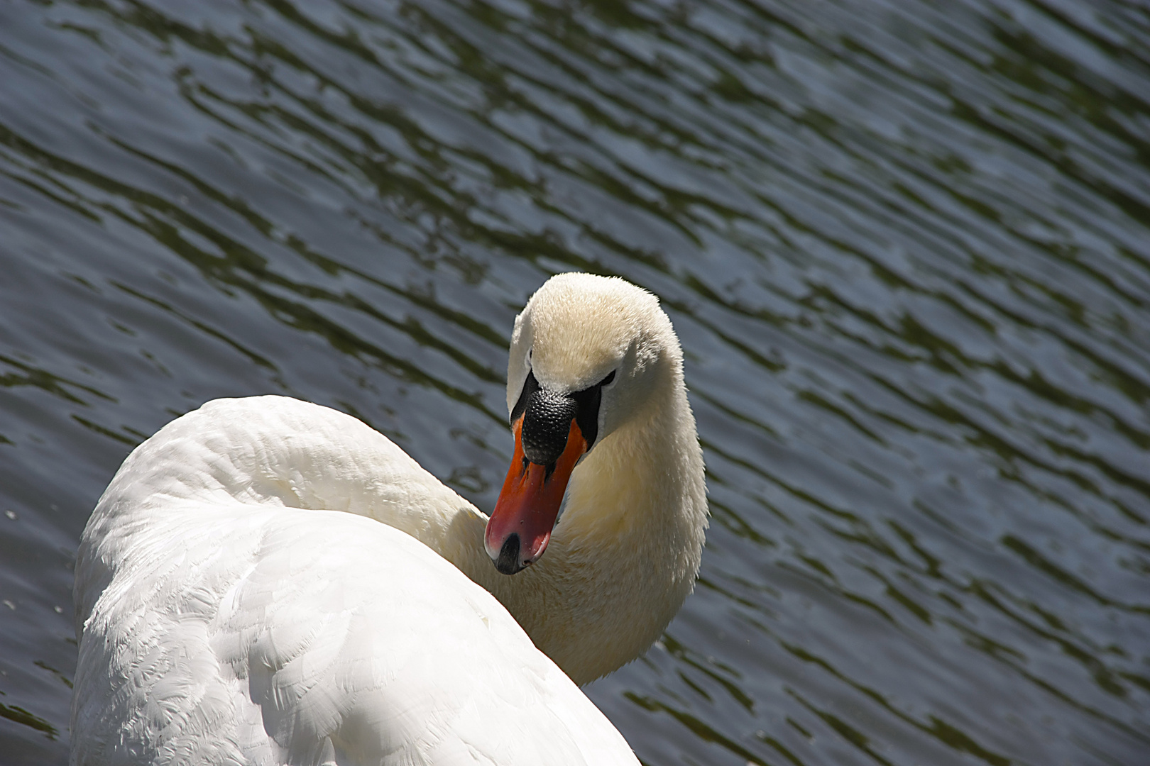 Der Schwan