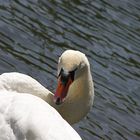 Der Schwan