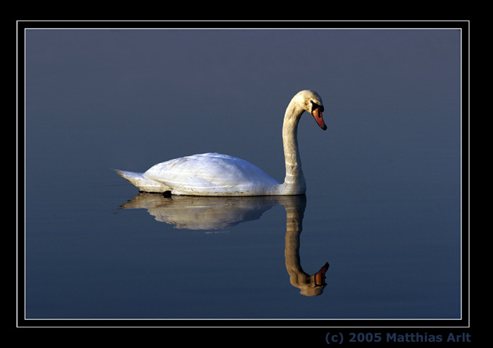 Der Schwan