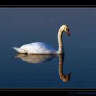 Der Schwan