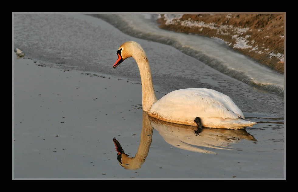 Der Schwan