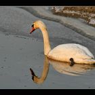 Der Schwan