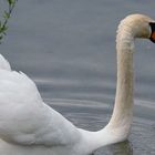 der Schwan