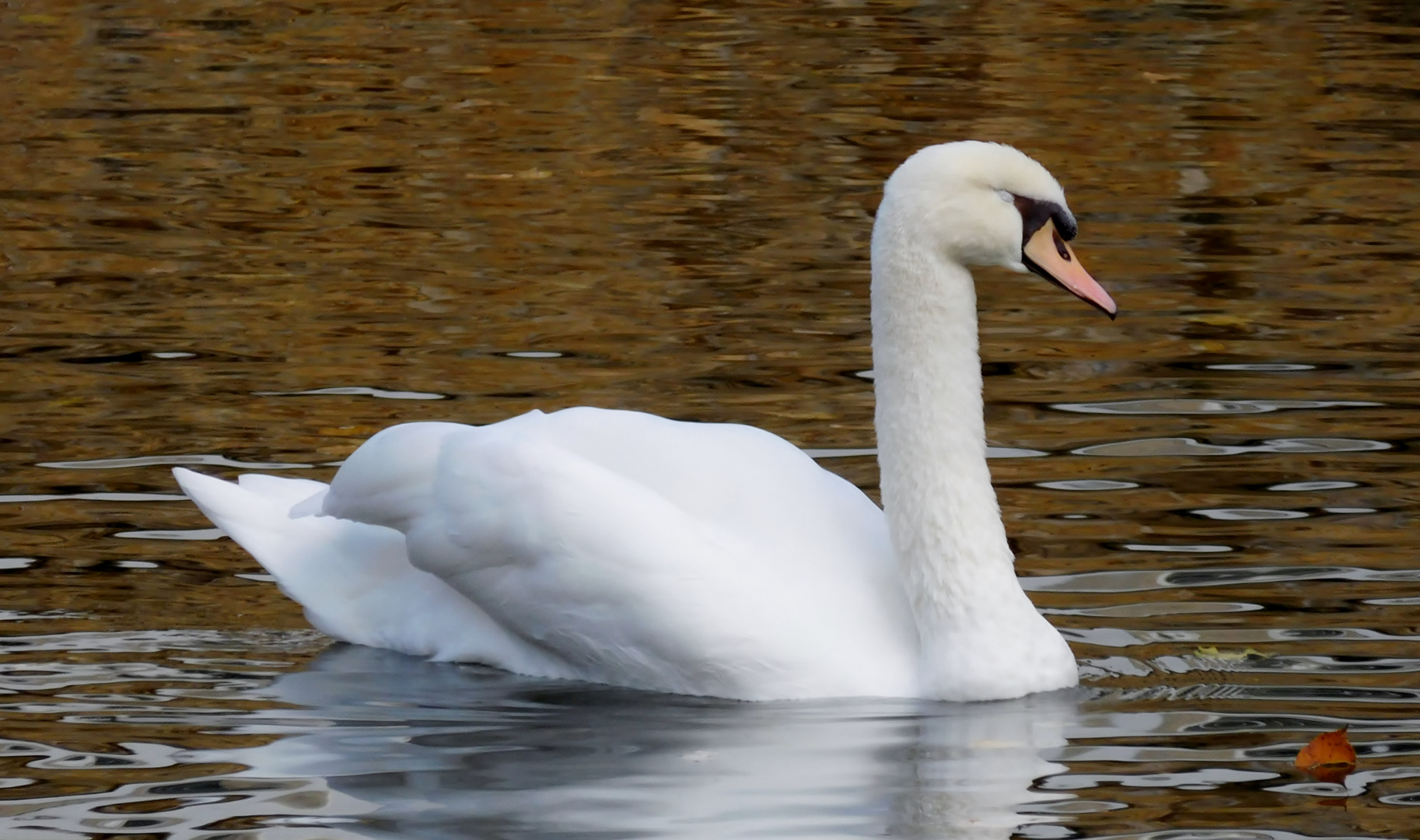 der Schwan Foto & Bild tiere, wildlife, wild lebende vögel Bilder auf