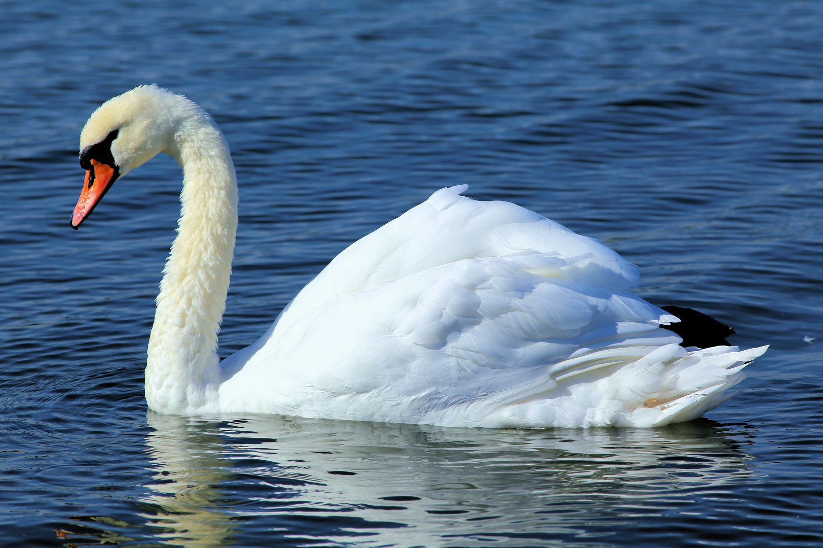 Der Schwan