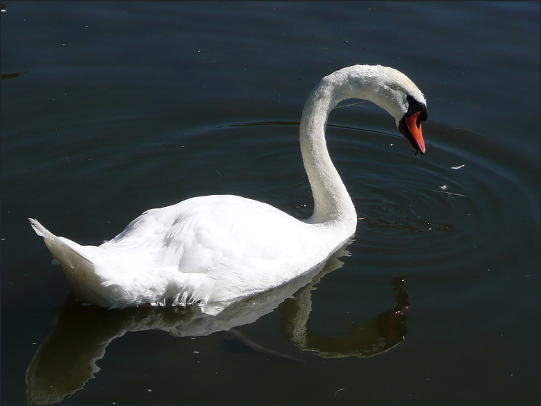 Der Schwan