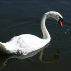 Der Schwan