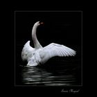 Der Schwan