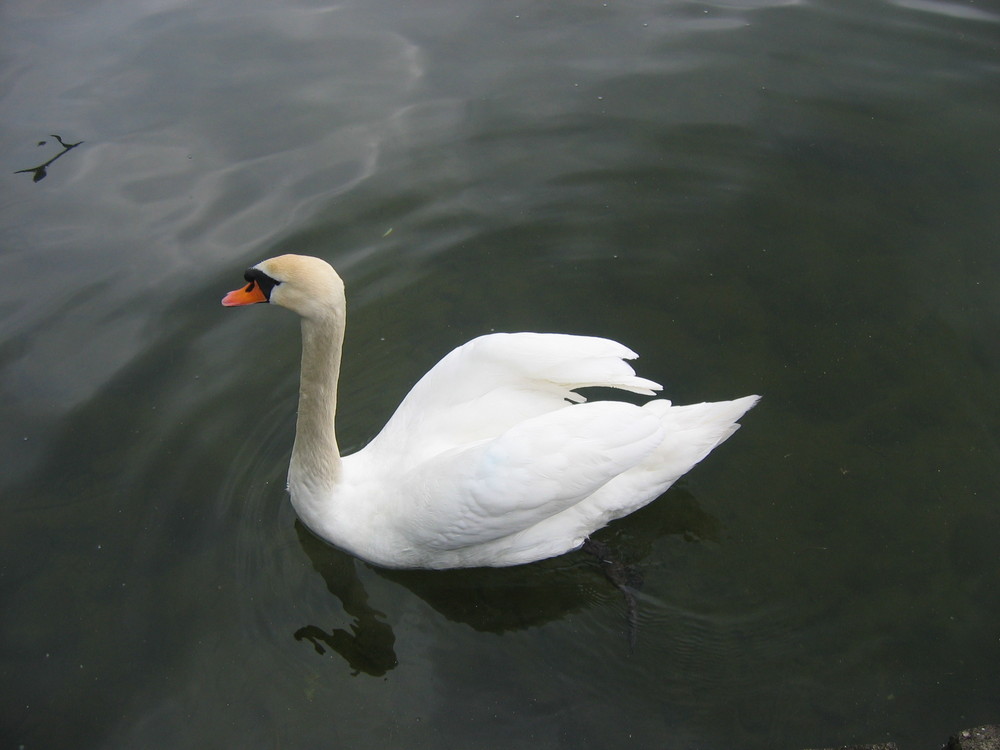 Der Schwan