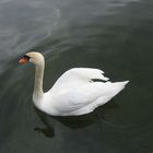 Der Schwan