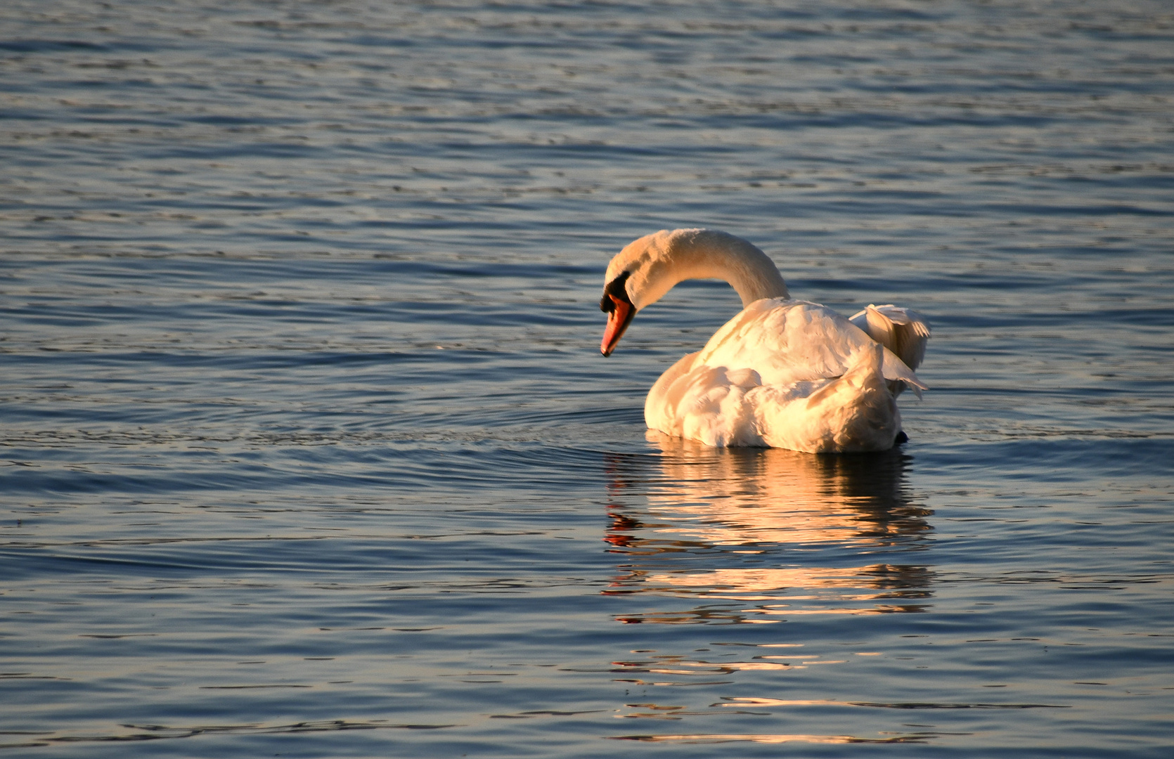 Der Schwan