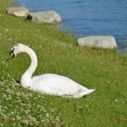 Der Schwan