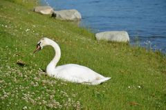 Der Schwan