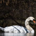 Der Schwan