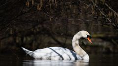 Der Schwan