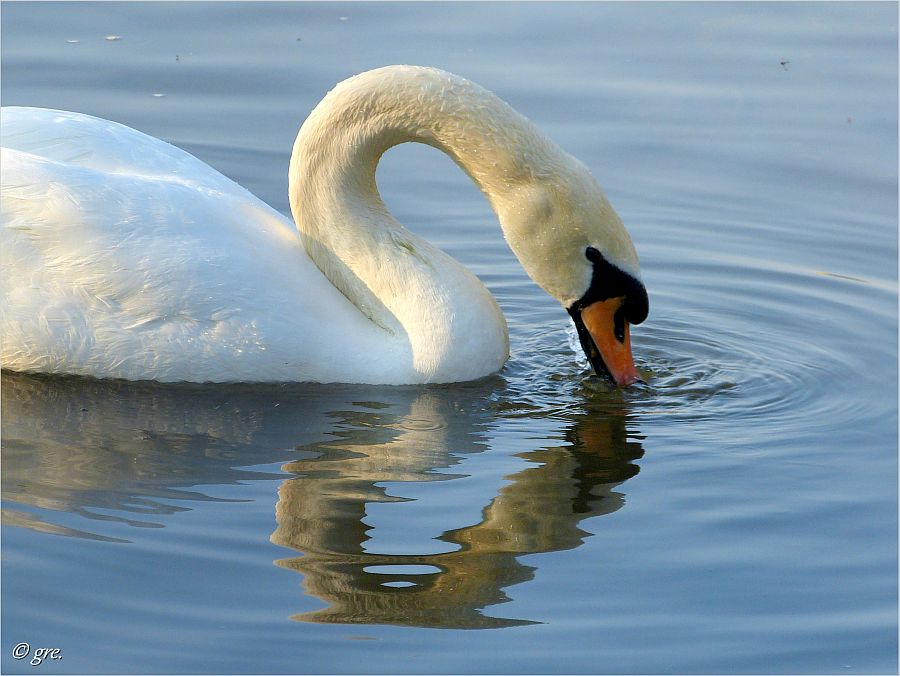 Der Schwan