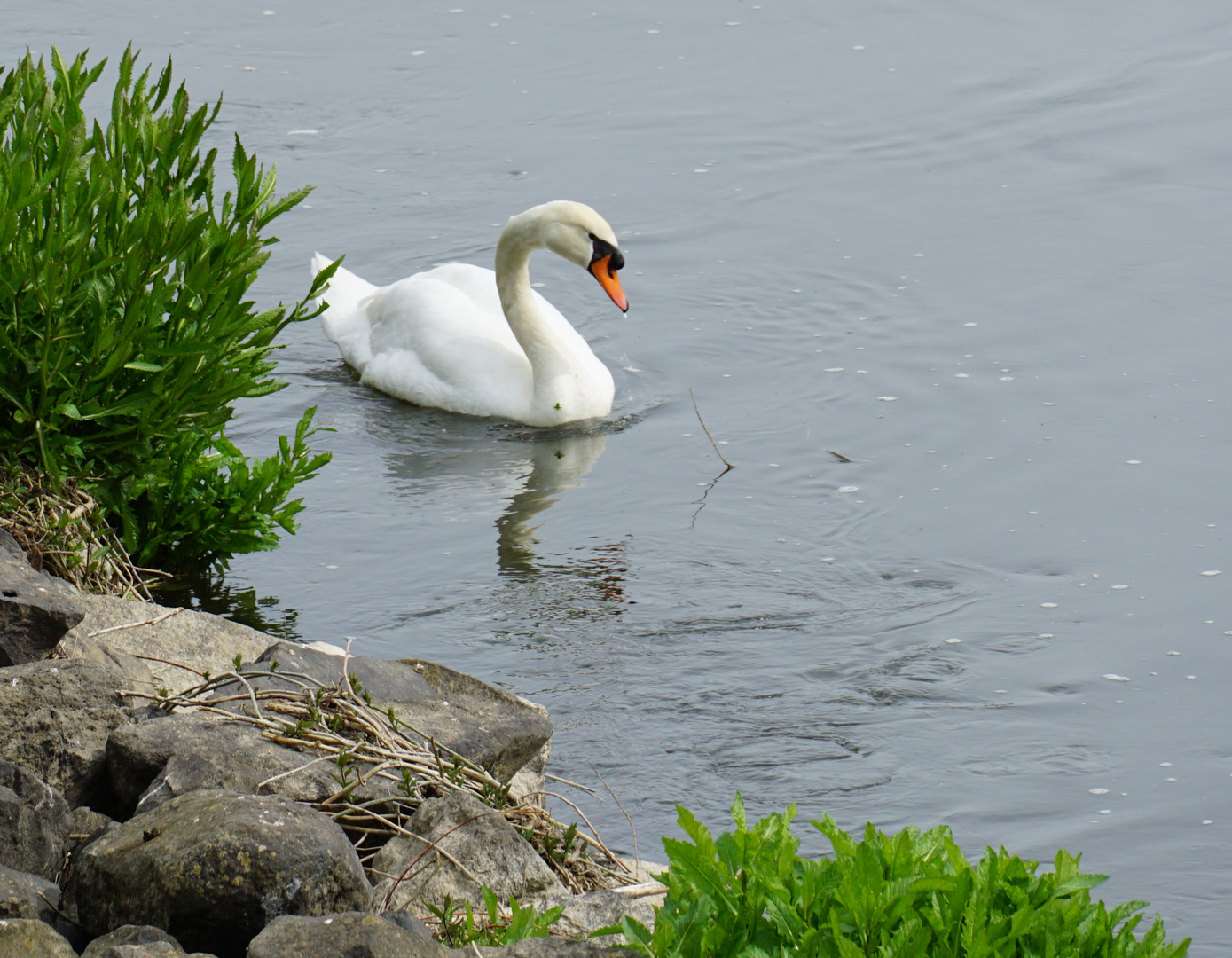 Der Schwan